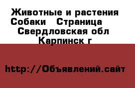 Животные и растения Собаки - Страница 12 . Свердловская обл.,Карпинск г.